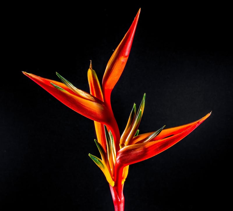 Bird of Paradise