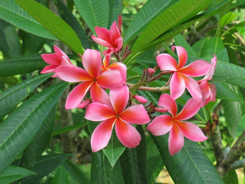 Plumeria